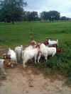 Doeling 4.14.2012 020.jpg (67493 bytes)