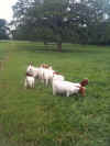 Doeling 4.14.2012 021.jpg (74052 bytes)
